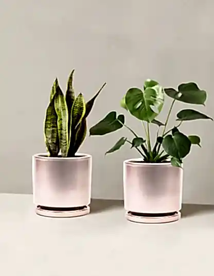 Best Sellers Duo