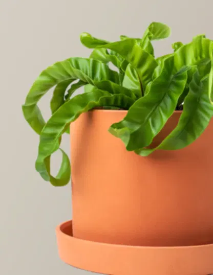 Hurricane Fern