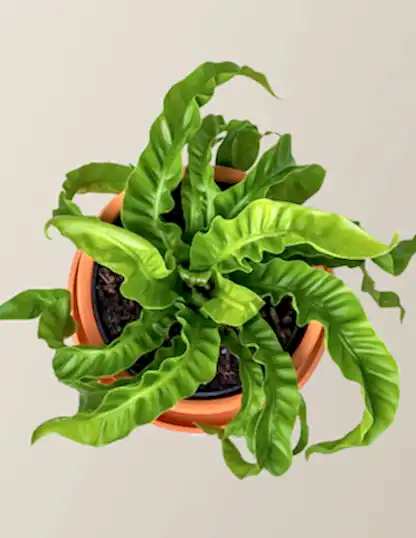 Hurricane Fern