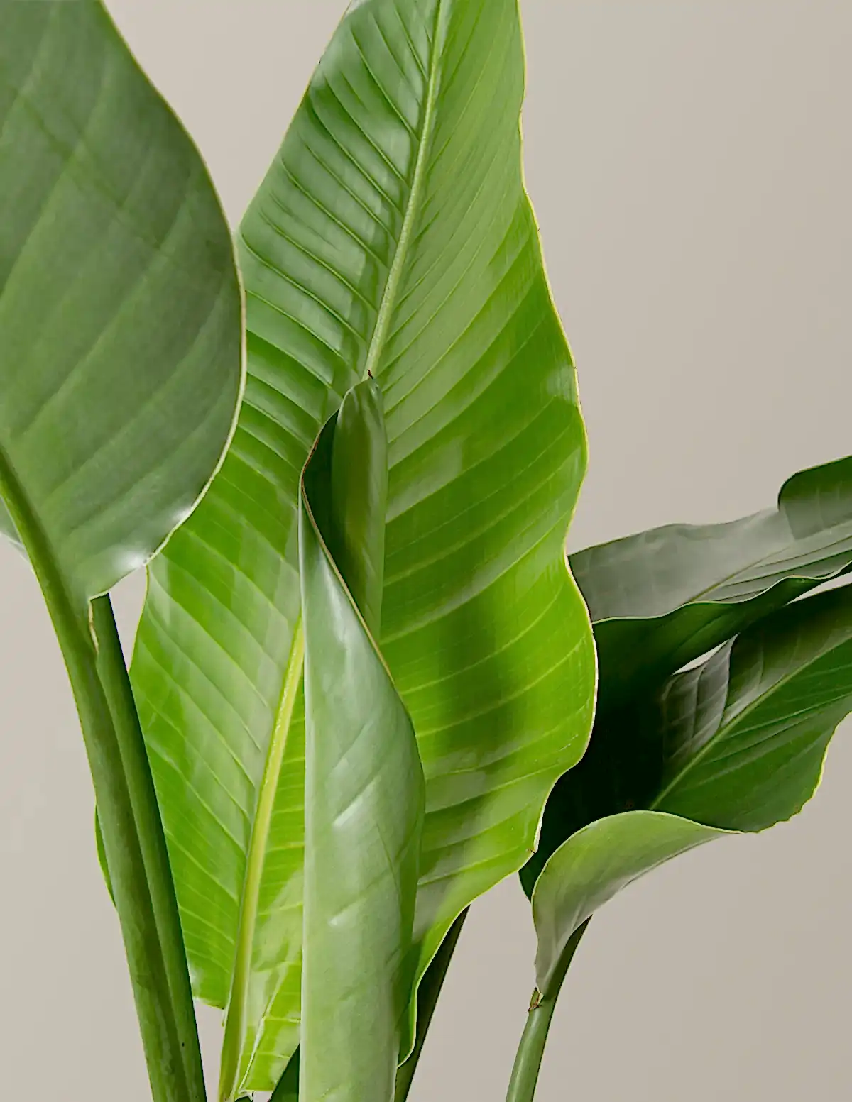 Bird of Paradise