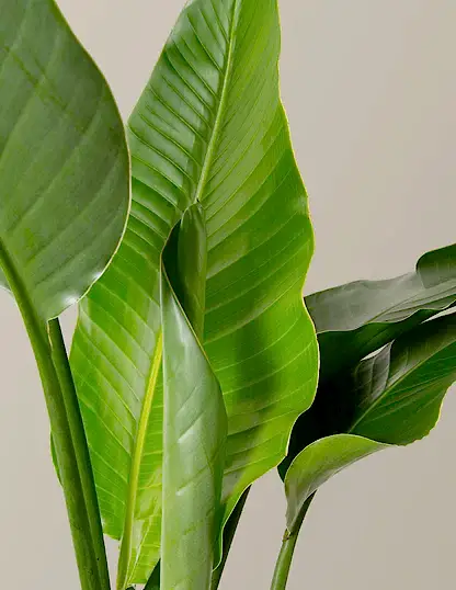Bird of Paradise