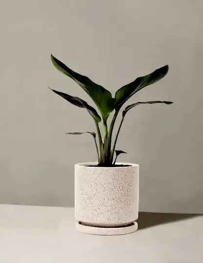 Bird of Paradise