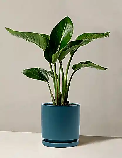 Bird of Paradise