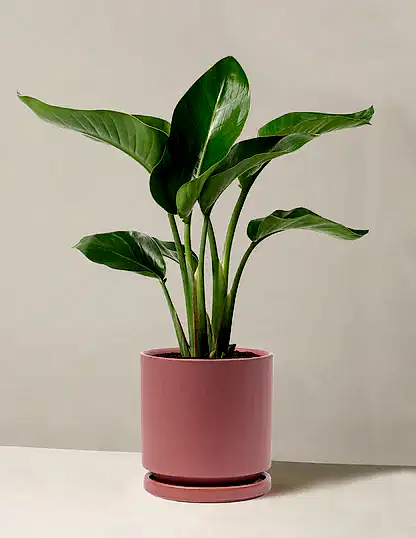 Bird of Paradise