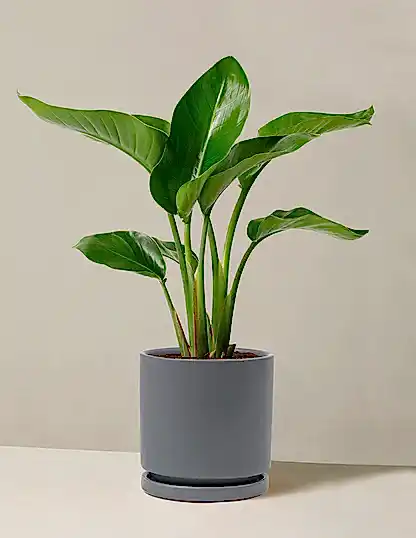 Bird of Paradise