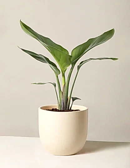Bird of Paradise
