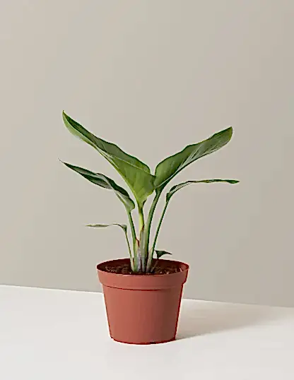 Bird of Paradise