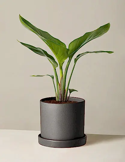 Bird of Paradise