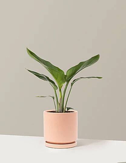 Bird of Paradise