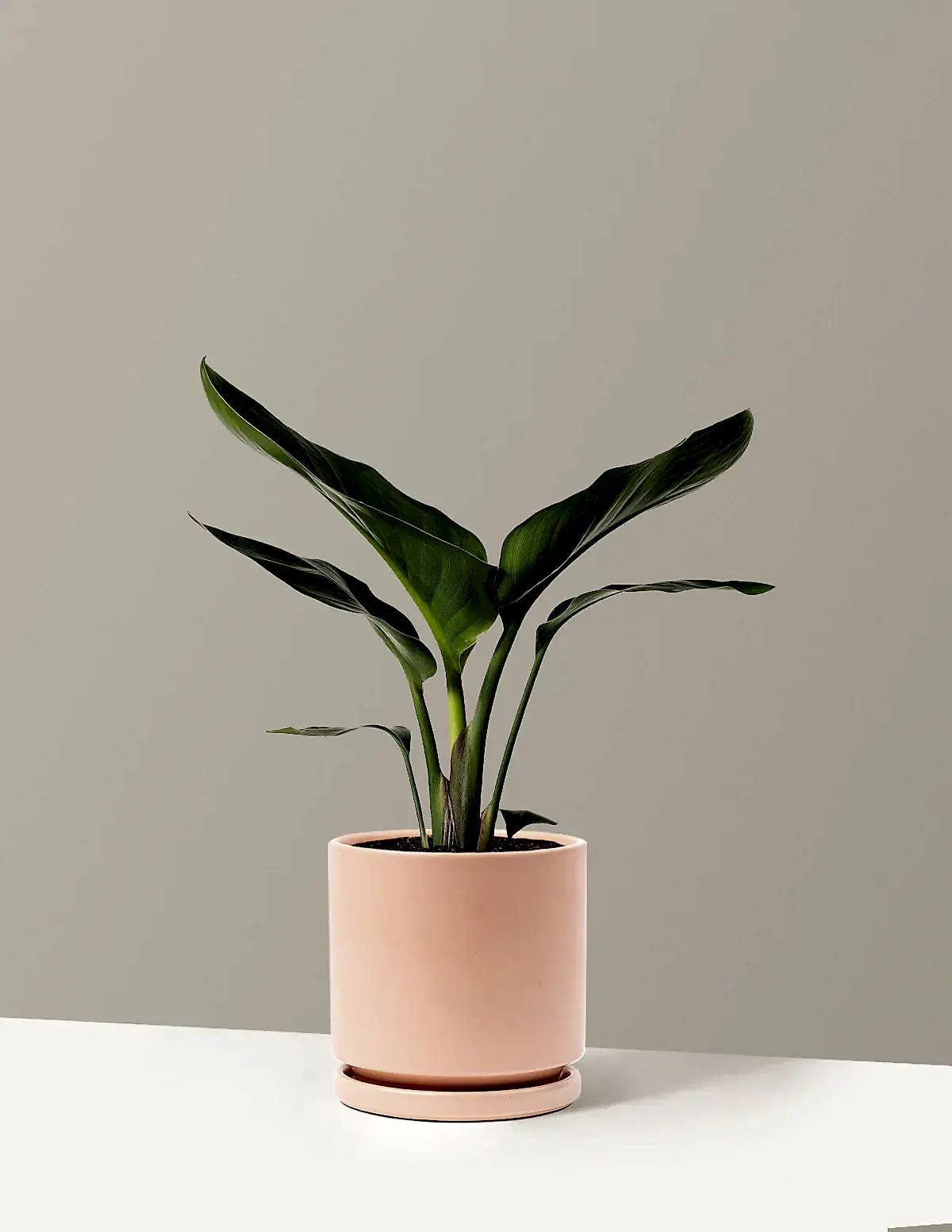 Bird of Paradise
