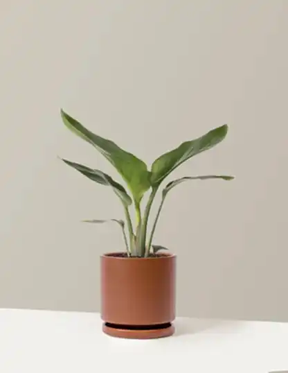 Bird of Paradise