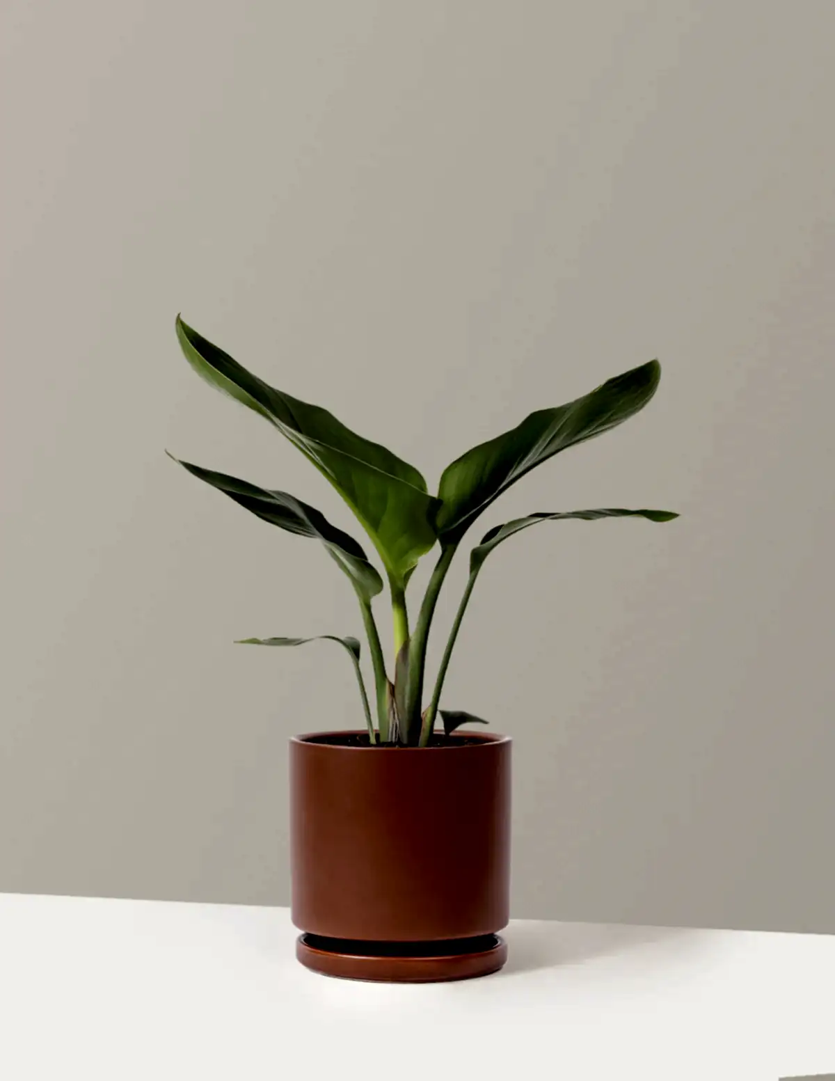 Bird of Paradise
