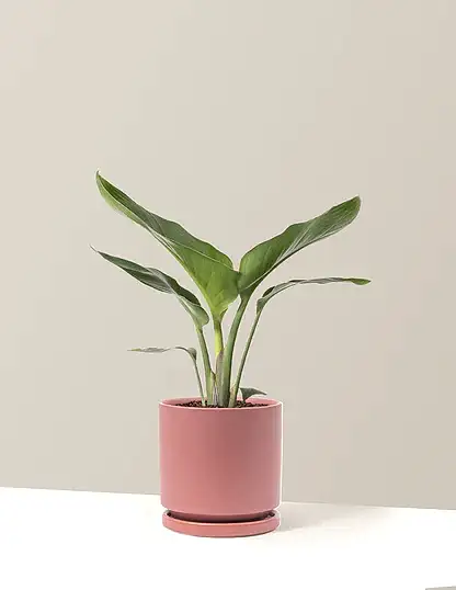 Bird of Paradise