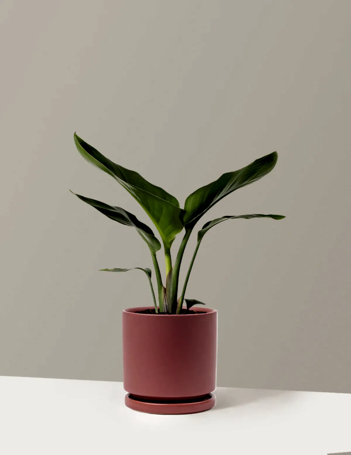 Bird of Paradise