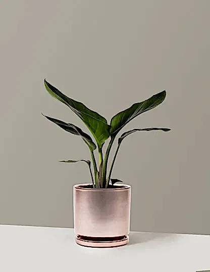 Bird of Paradise