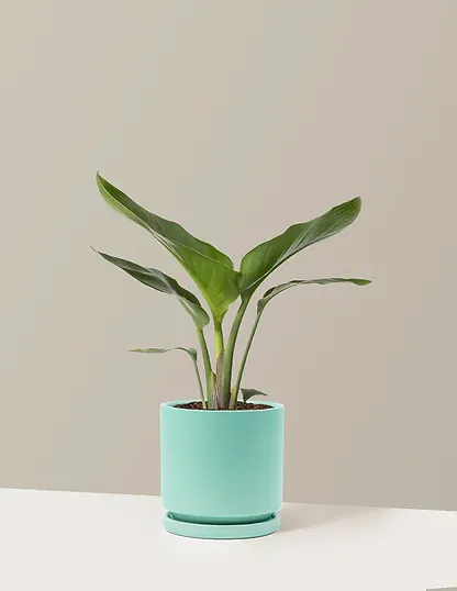 Bird of Paradise