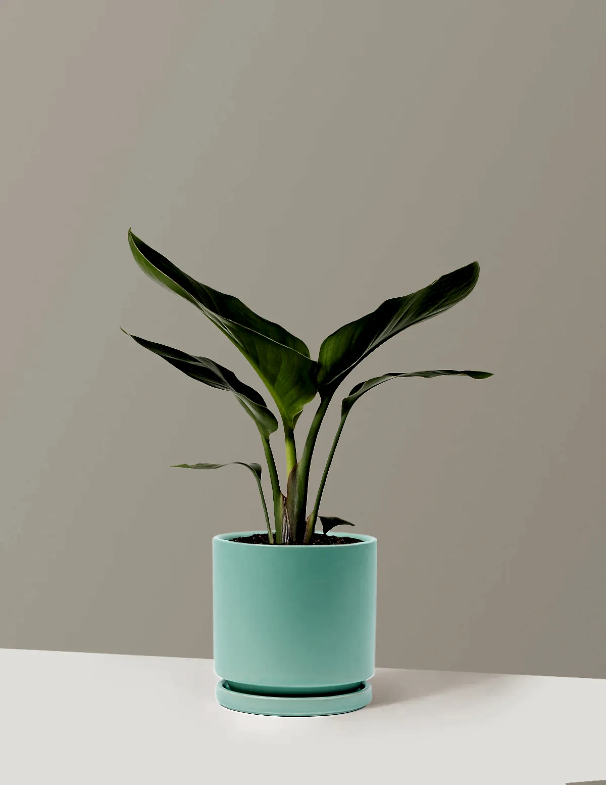 Bird of Paradise