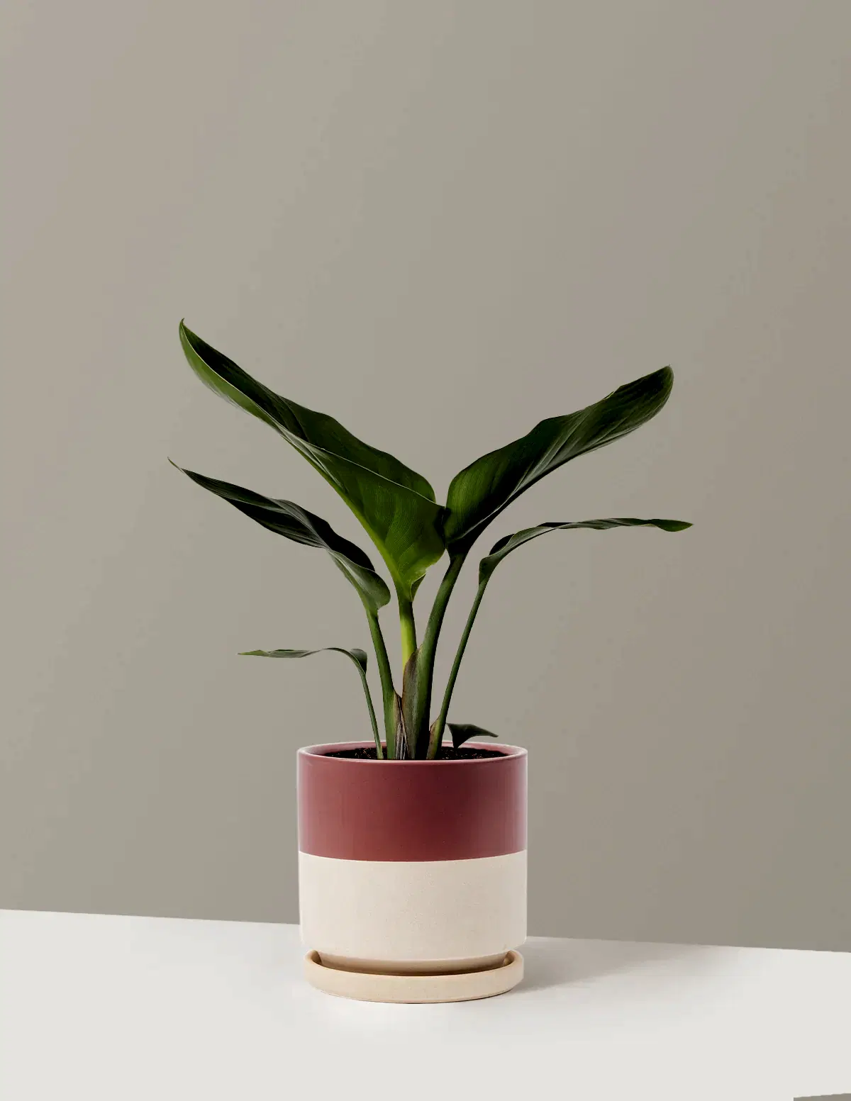 Bird of Paradise