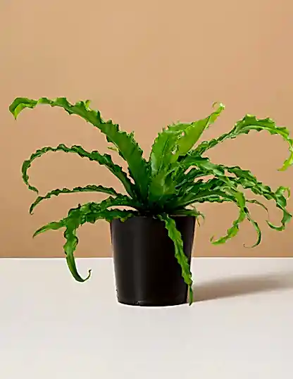 Bird’s Nest Fern