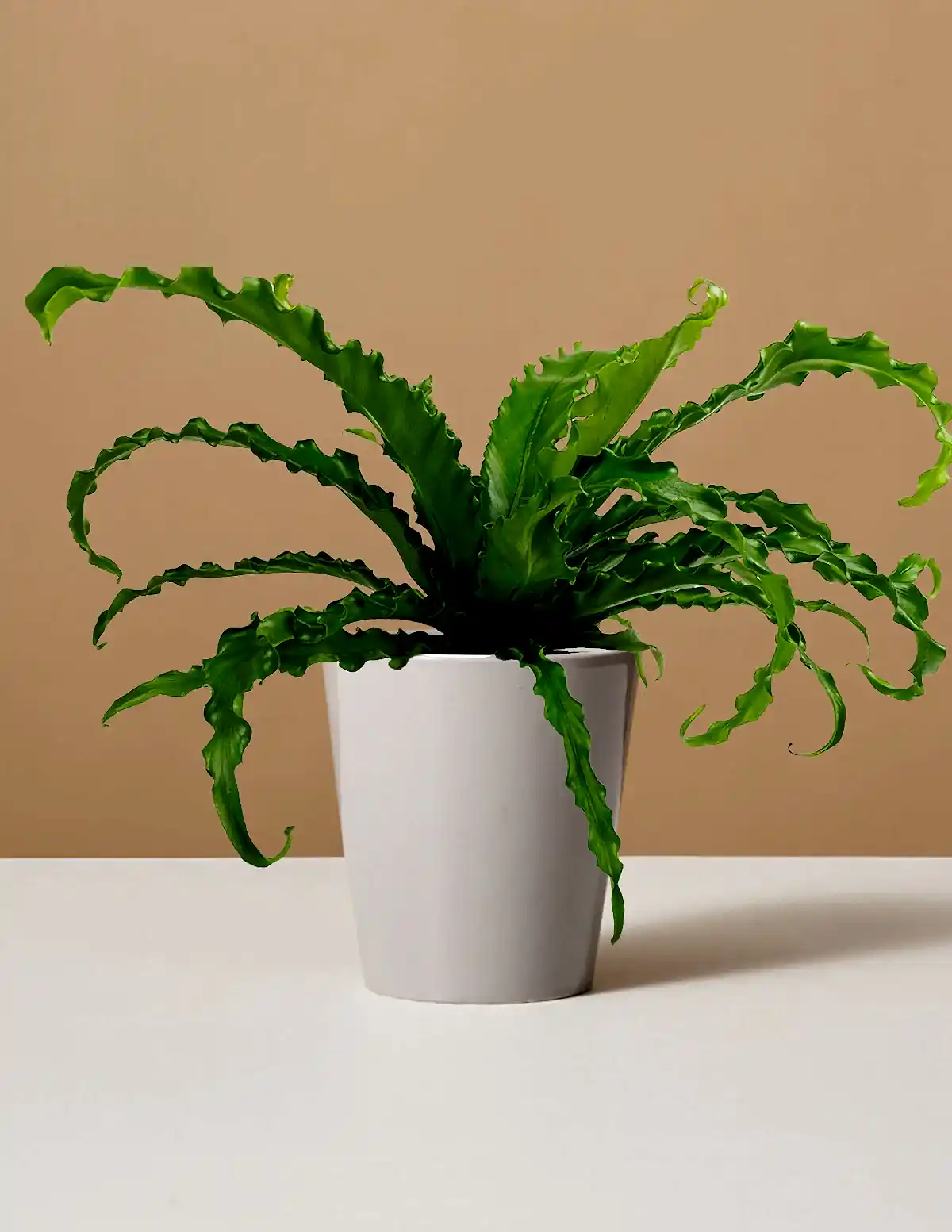 Bird’s Nest Fern