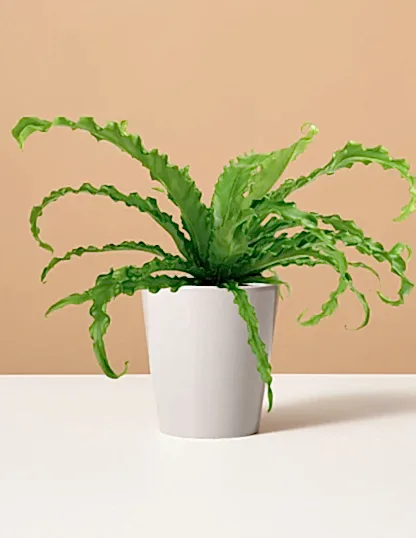 Bird’s Nest Fern