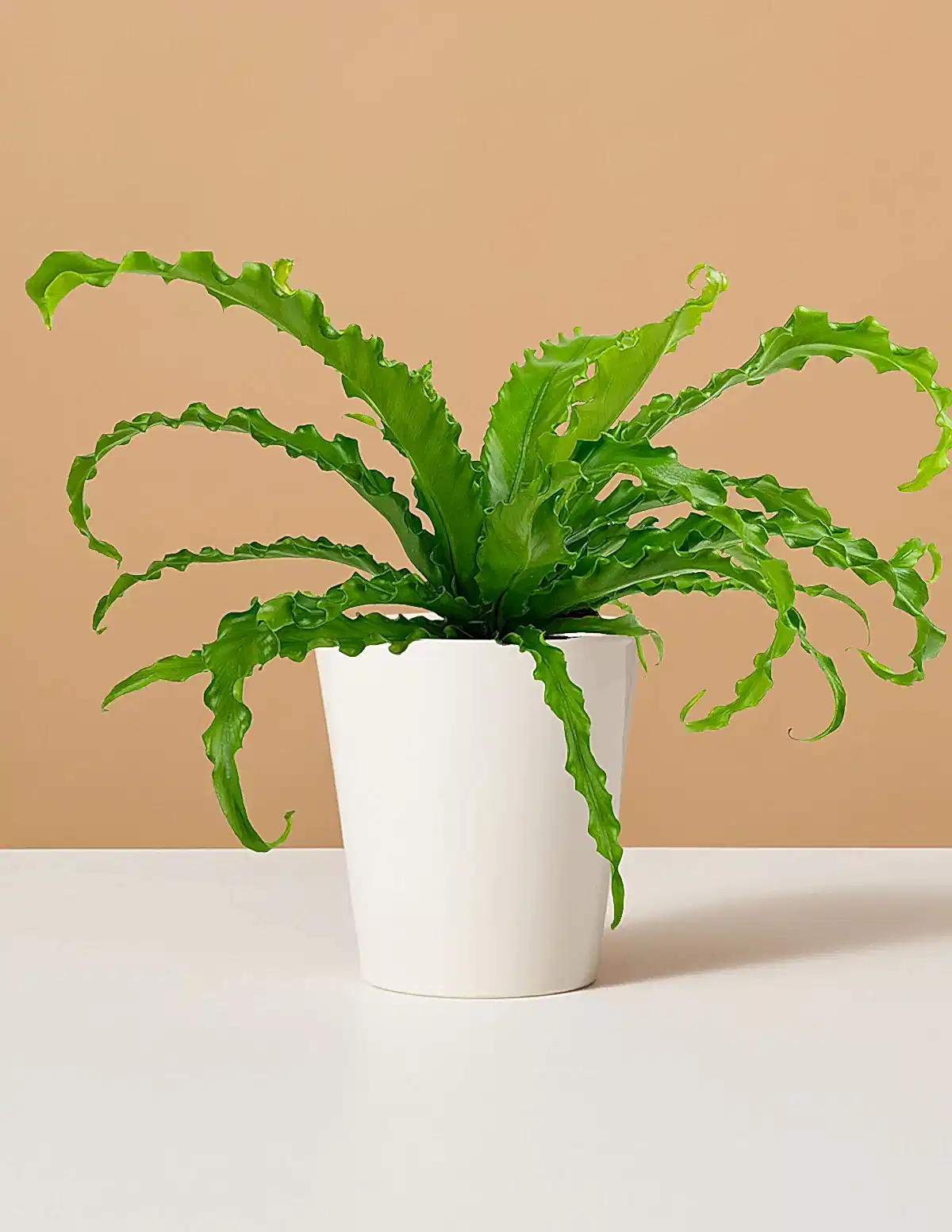 Bird’s Nest Fern
