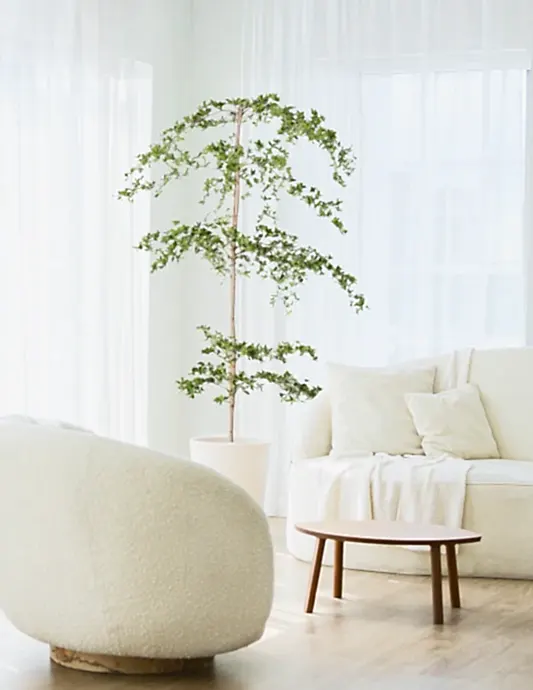 Black Olive Tree