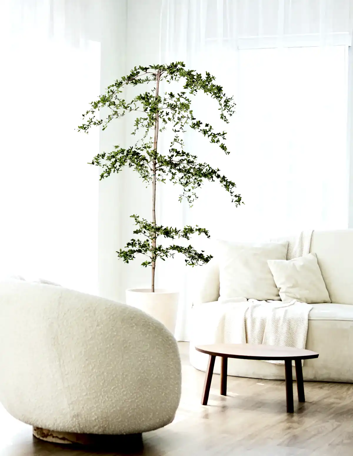 Black Olive Tree