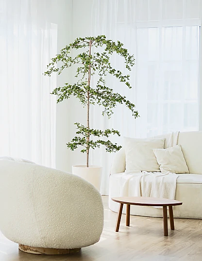 Black Olive Tree