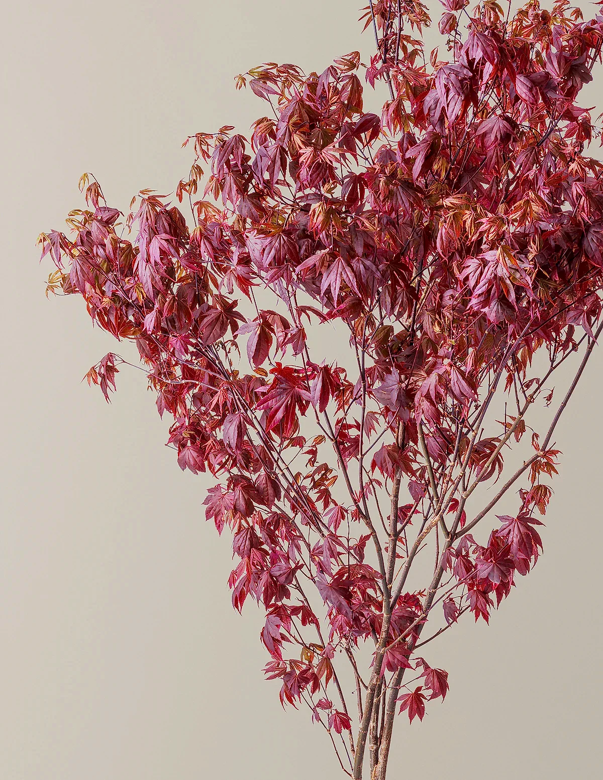 Bloodgood Japanese Maple