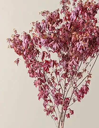 Bloodgood Japanese Maple