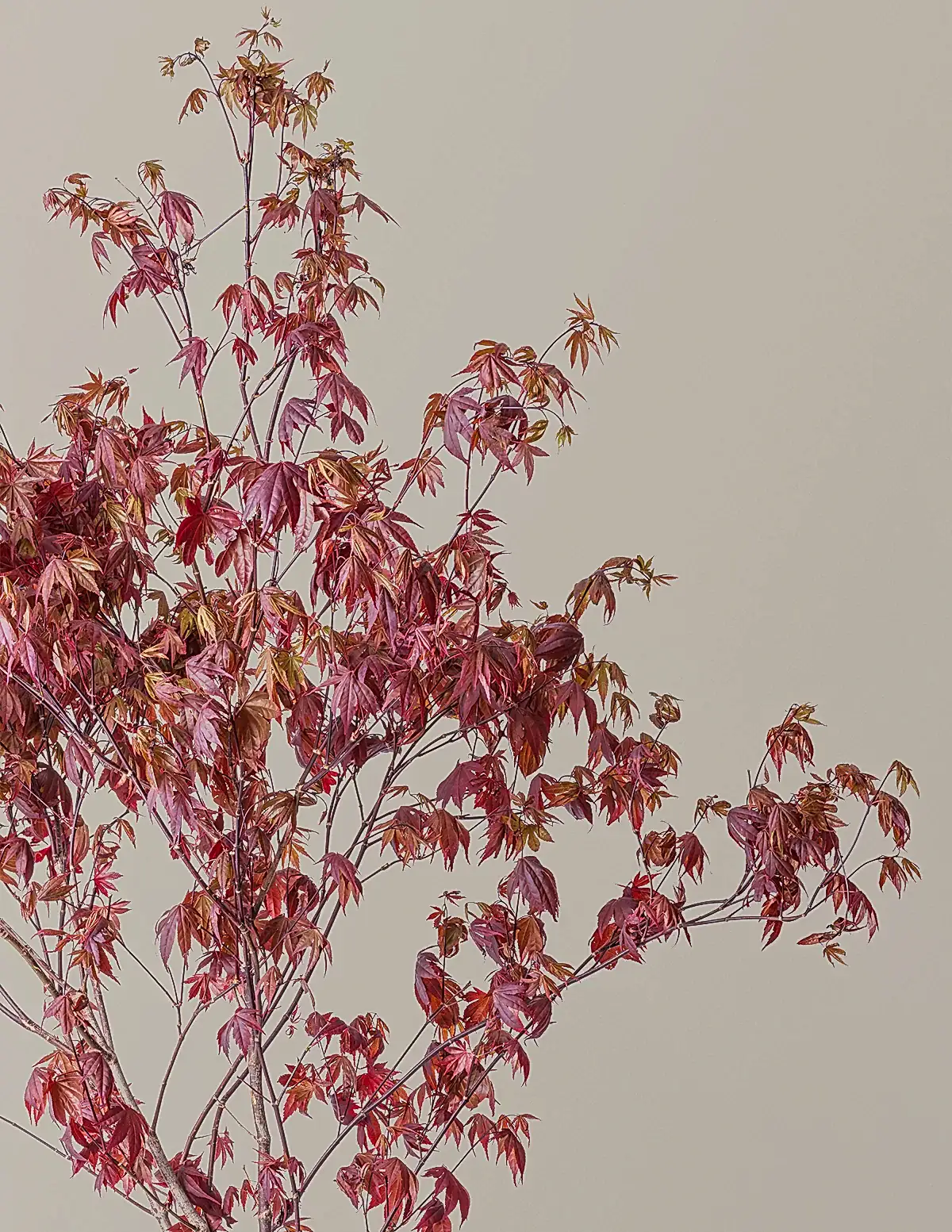 Bloodgood Japanese Maple