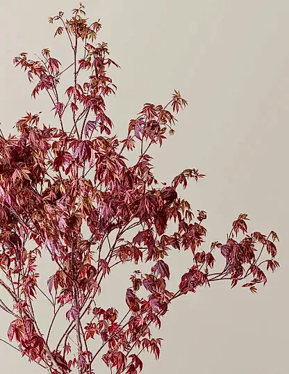 Bloodgood Japanese Maple