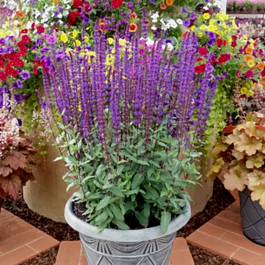 Blue Marvel Salvia