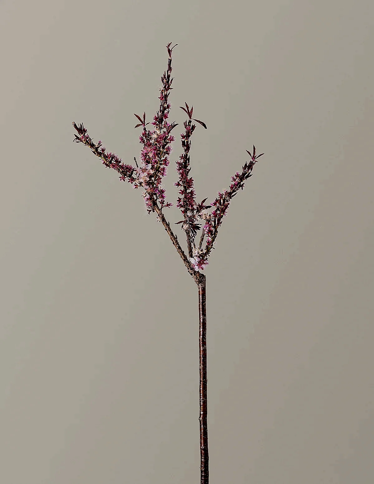 Bonfire Patio Peach Plant