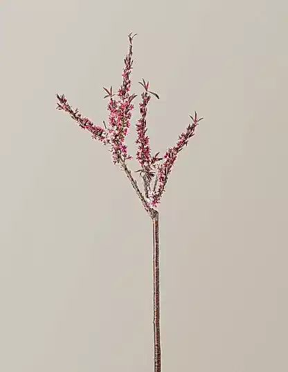 Bonfire Patio Peach Plant
