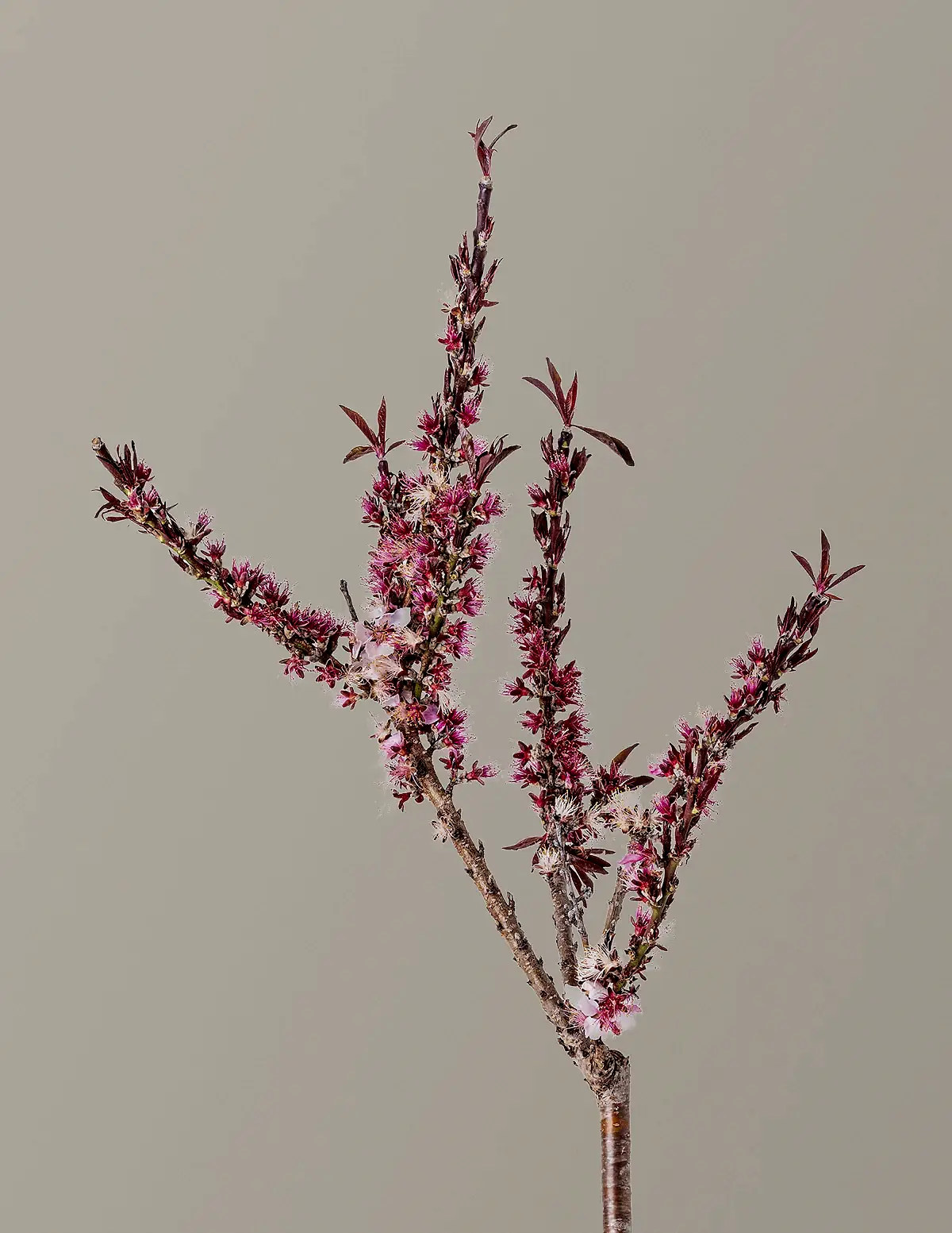 Bonfire Patio Peach Plant