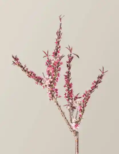 Bonfire Patio Peach Plant