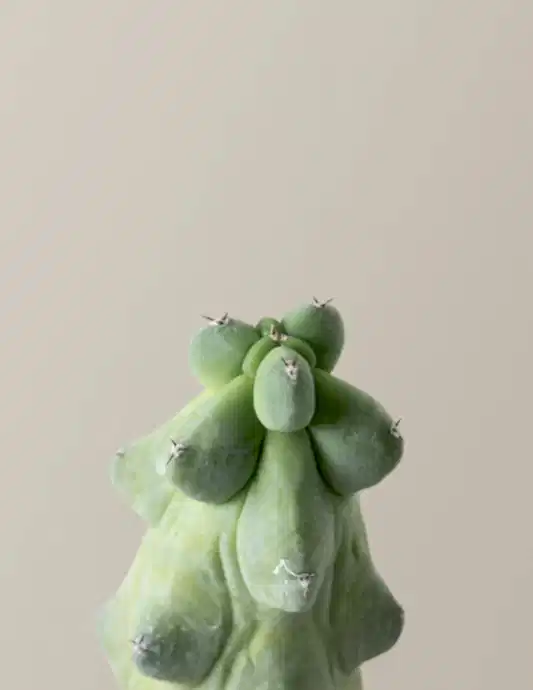 Boobie Cactus