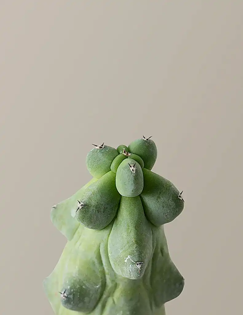 Boobie Cactus