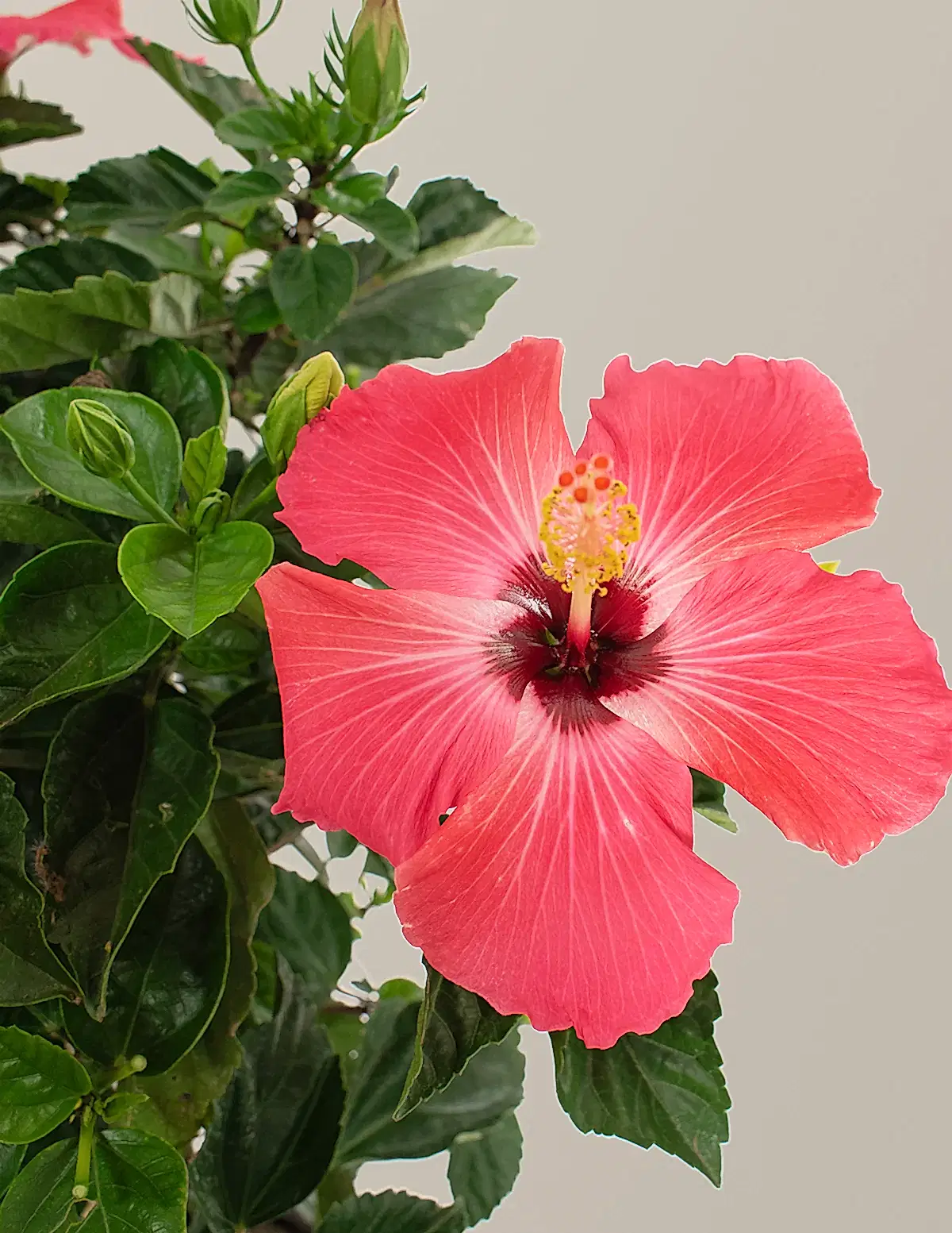 Large Braided Hibiscus