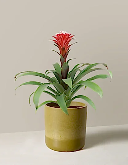 Bromeliad Red Guzmania Hope