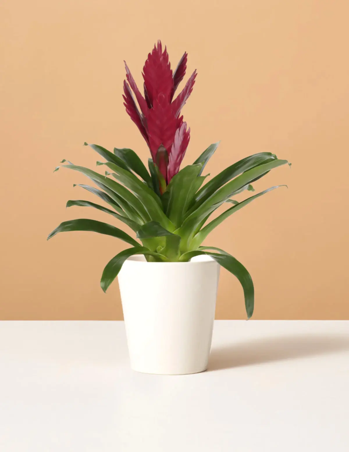Bromeliad Vriesea ‘Albertina Maroon’