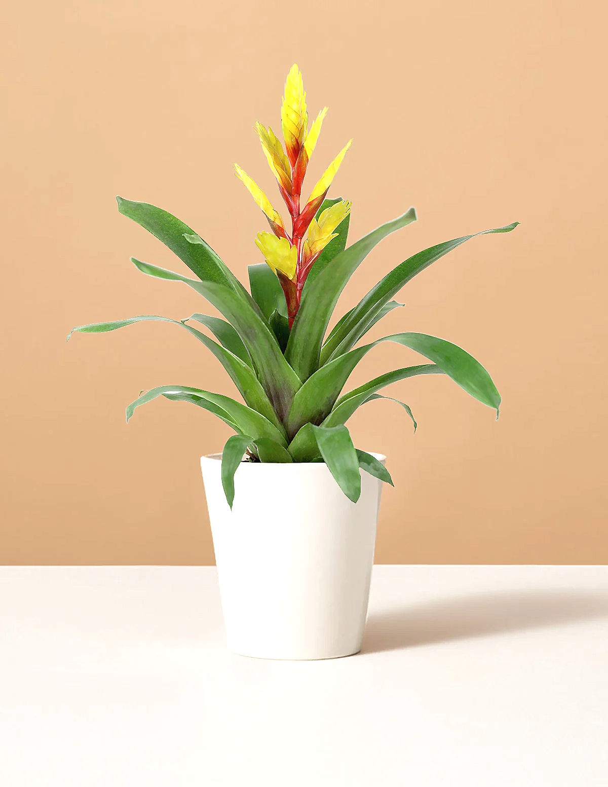 Bromeliad Vriesea Evita Yellow