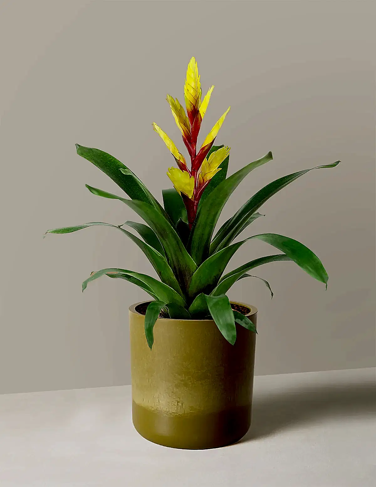 Bromeliad Vriesea Evita Yellow