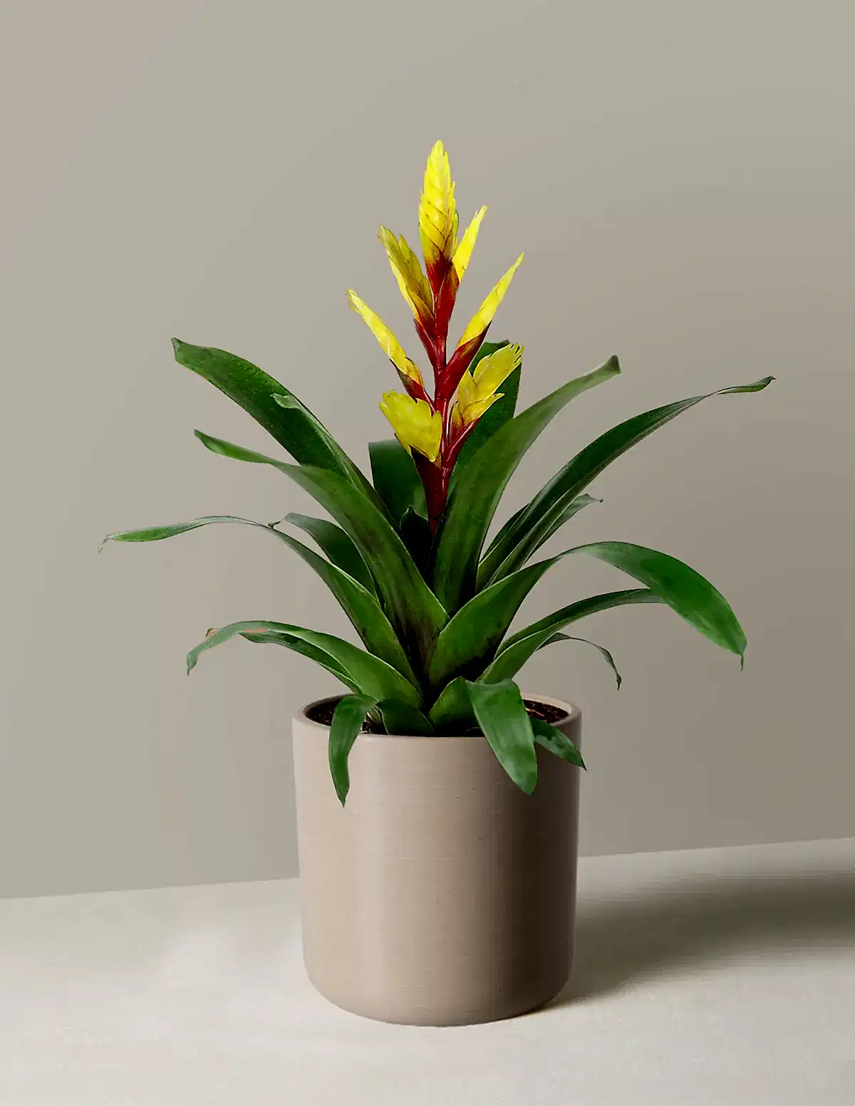 Bromeliad Vriesea Evita Yellow