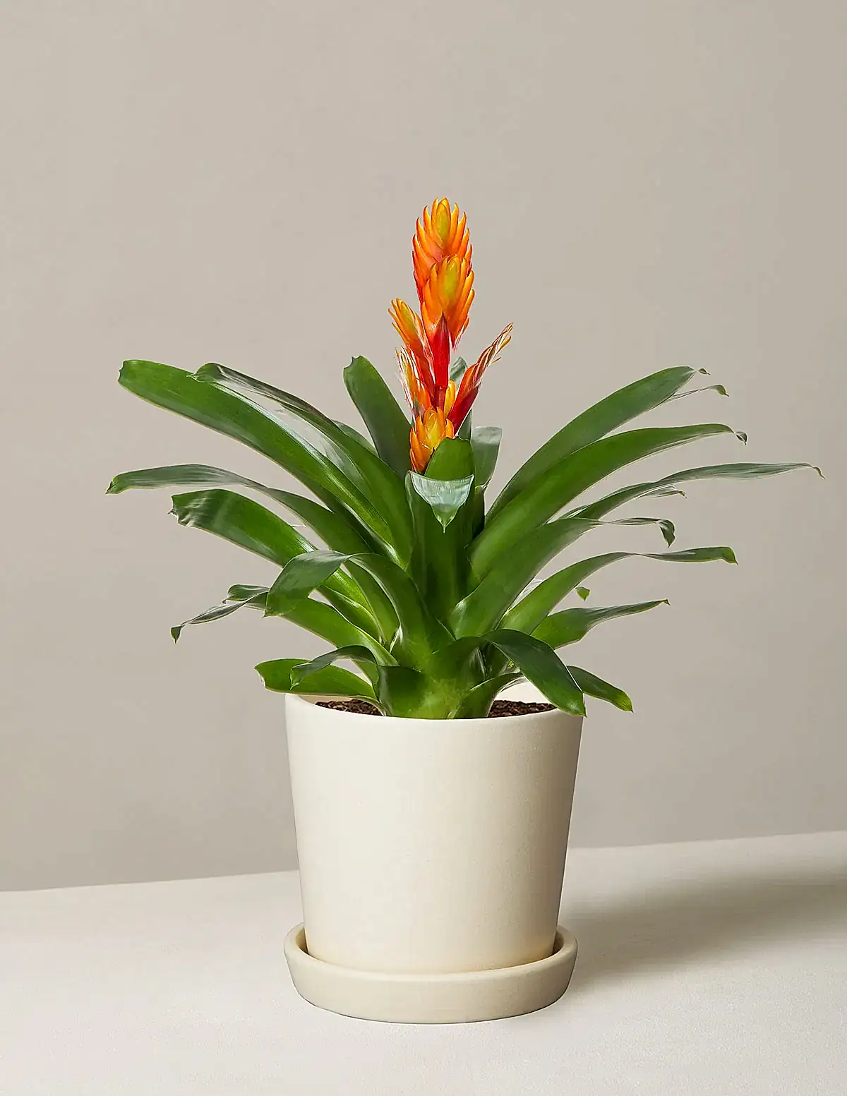 Bromeliad Vriesea Intenso Orange