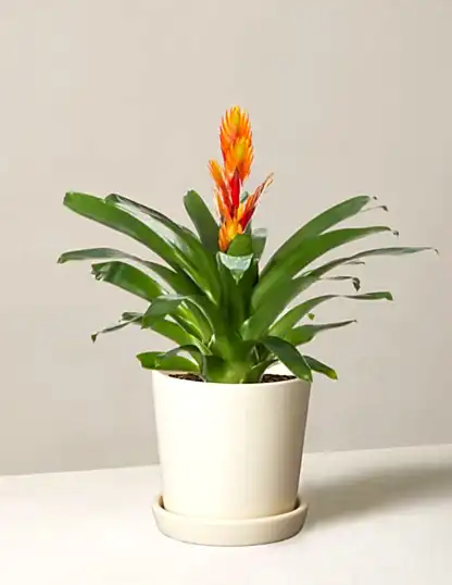 Bromeliad Vriesea Intenso Orange