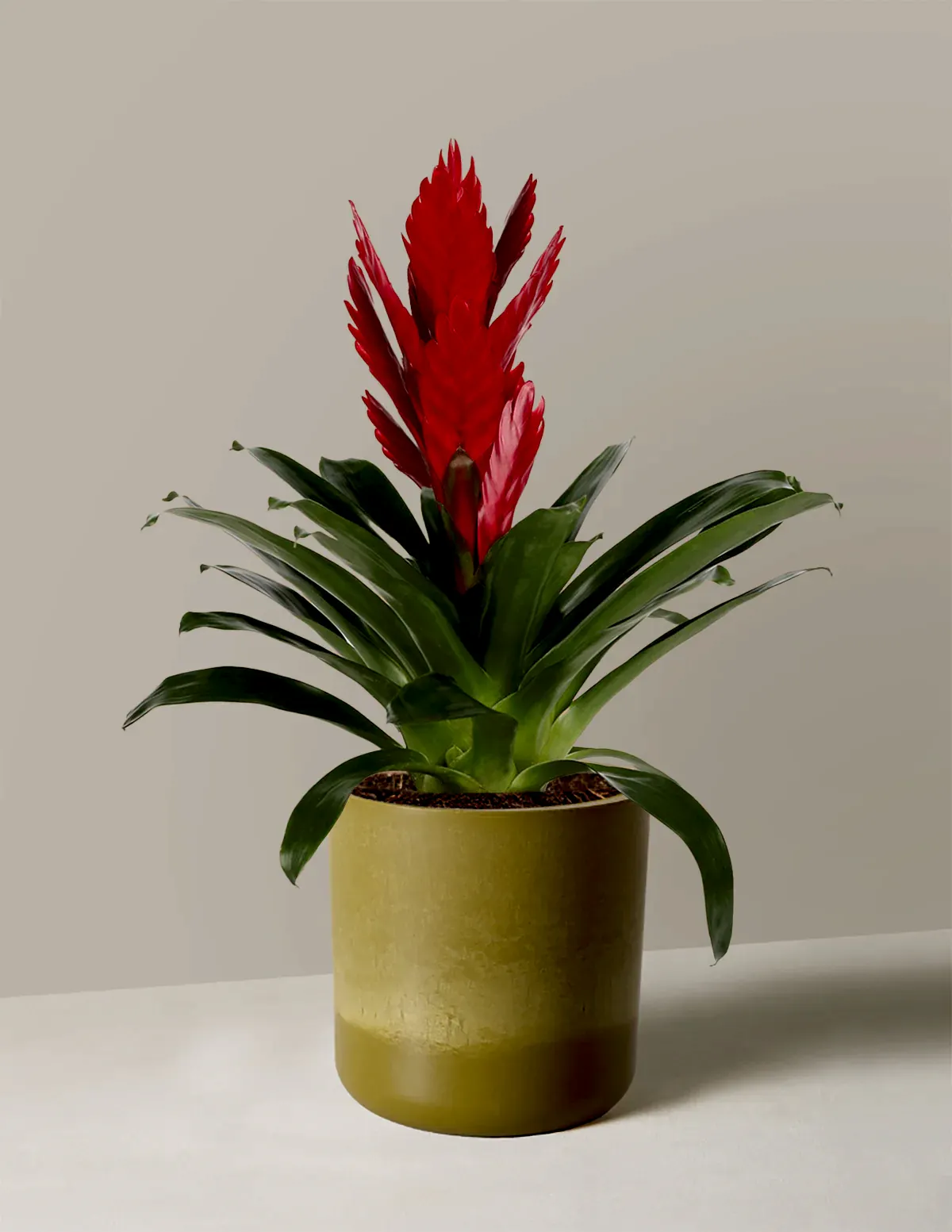 Bromeliad Vriesea Intenso Red