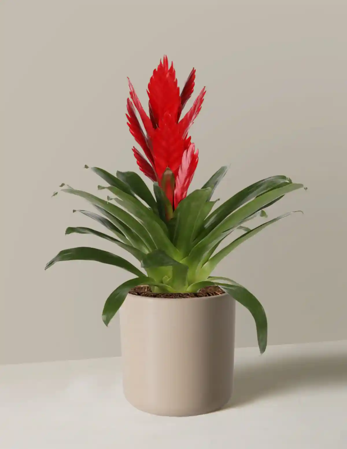 Bromeliad Vriesea Intenso Red